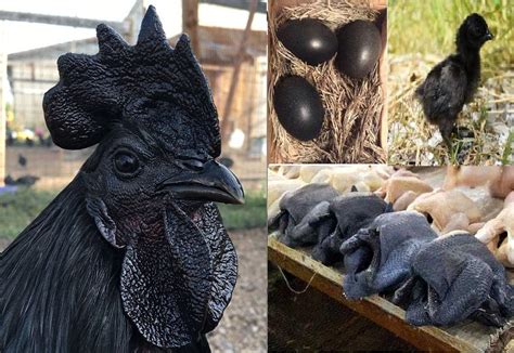 rare ayam cemani chicken   black  black eggs black chicks