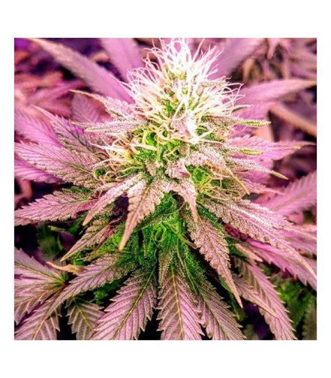 Buy Holy Smoke Seeds Sex Wax Cannabis Seeds