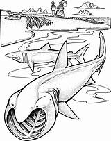 Sharks sketch template