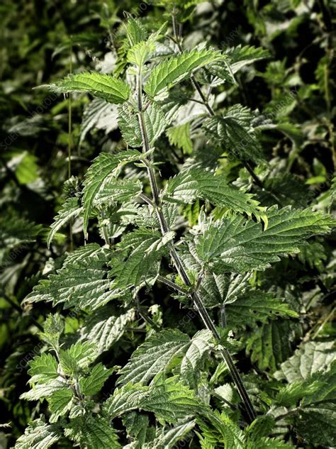 nettles stock image  science photo library