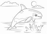 Whale Killer Coloring Pages Marine Adorable Kids sketch template