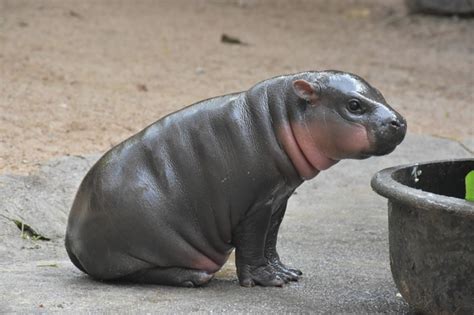 thai zoos baby pygmy hippo   public appearance