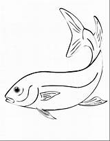 Coloring Walleye Laptop Pages Getdrawings Getcolorings Trout Fish Drawing sketch template