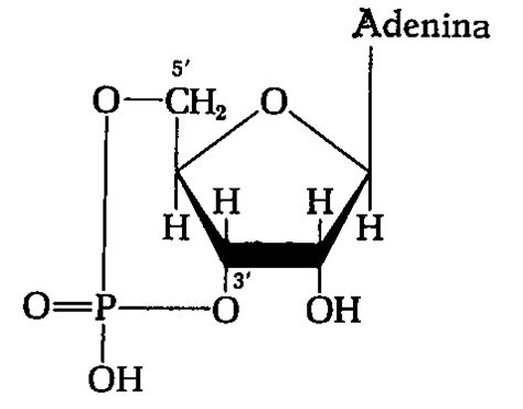ampc adenosina monofosfato  ciclico  scientific diagram