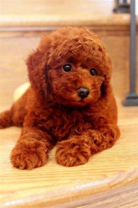 poodle puppy sold  years  months super red toy poodle  sale  setapak kuala lumpur