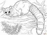 Lemur Tailed Raccoon Ringtail Binturong Ringstaartmaki Chester sketch template