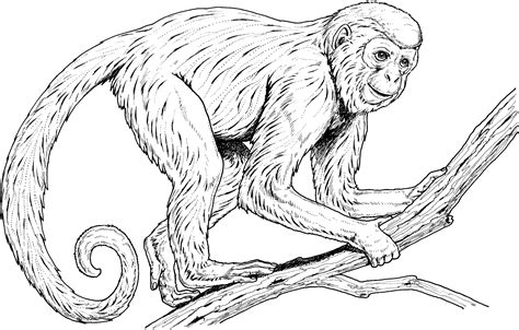 coloring pages  monkeys printable activity shelter