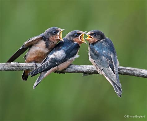 baby barn swallows emma england nature photography
