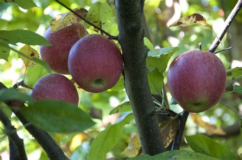 apple trees bear  fruit  surrounded  good neighbors
