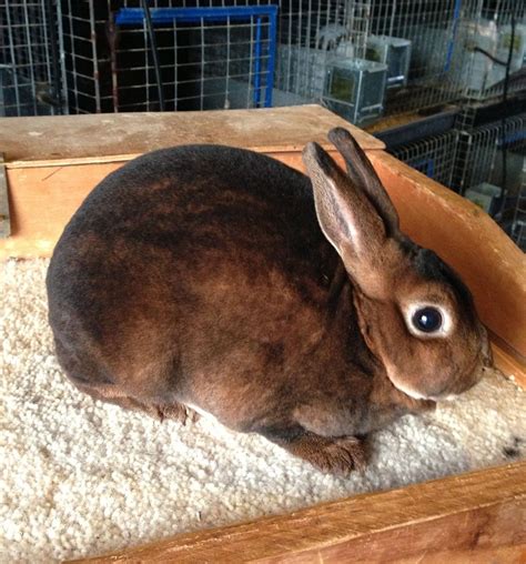mini rex rabbit facts personality  care  pictures