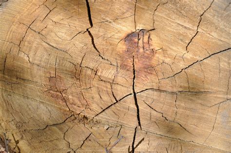 images tree texture floor trunk soil geology flooring