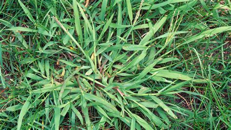 The 5 Best Crabgrass Killers Reviews And Ratings Aug 2020