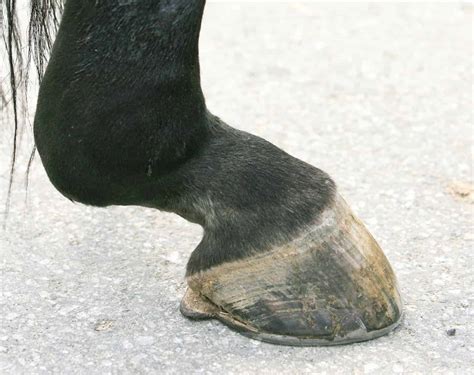 tendon injury  horses front leg