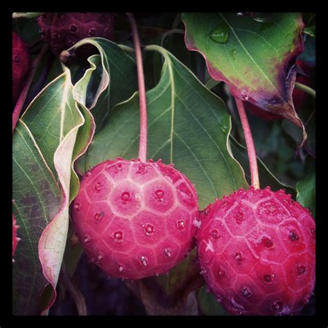 kousa dogwood dogwood berries kousa dogwood kousa dogwood fruit