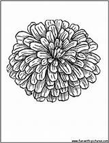 Zinnia Flower Coloring Pages Getcolorings Zinnias Tattoo Sketch sketch template