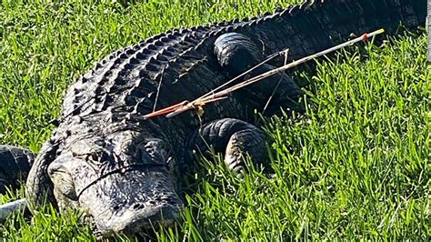 a florida resident found an alligator impaled with two arrows in its