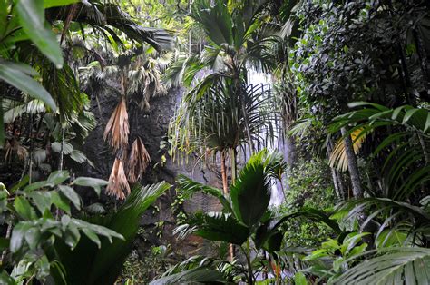 valle de mai waterfall  praslin pictures seychelles