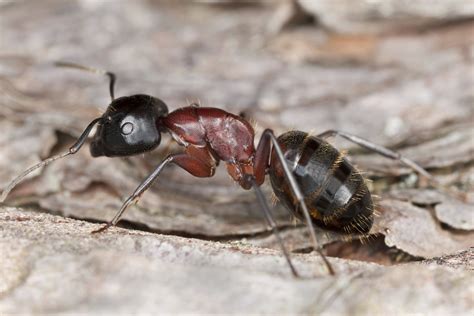 carpenter ants coming   home  spring