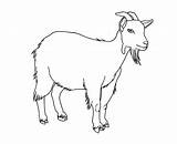 Goat Coloring Pages Kids Printable Animal Bestcoloringpagesforkids Goats Cute Animals sketch template
