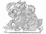 Coloring Bunny Adults Rabbit Book Vector Adult Dreamstime Zentangle Illustration sketch template