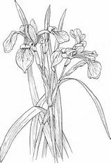 Irises Wildflower Versicolor Schwertlilie Realistic Verschiedenfarbige Supercoloring Louisiana Lirios Kategorien sketch template