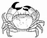 Crabe Cangrejo Crab sketch template