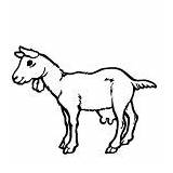 Goat Coloring Pages Farming sketch template