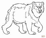 Bear Brown Coloring Pages Printable Eurasian Kodiak Color Printables Grizzly Drawing Template Getcolorings Print Angry Colorings Getdrawings Comments sketch template