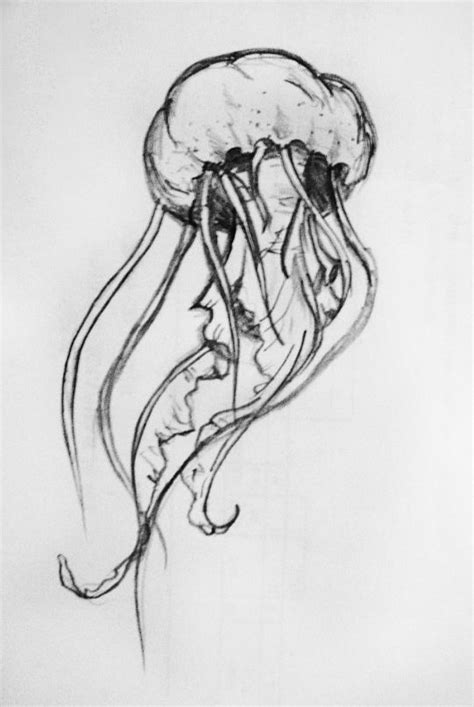 jellyfish  candykilljoy  deviantart ocean drawing jellyfish