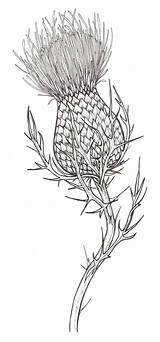 Thistle Scottish Drawing Tattoo Sketch Drawings Flower Line Tattoos Thistles Cardo Pencil Watercolor Para Garabatos Dibujo Own Celtic Paintingvalley Visit sketch template