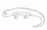Salamander Coloring Drawing Pages Printable Categories Template Sketch sketch template
