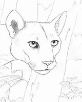 Panther Endangered Ebook Ultimatepapermache sketch template