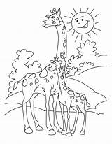 Giraffe Coloring Pages Calf sketch template