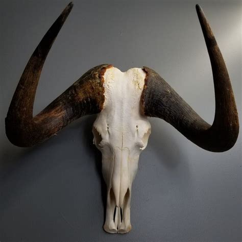 black wildebeest skull wildebeest skull black