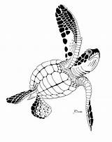Turtle Pike Stencils Tortoise sketch template