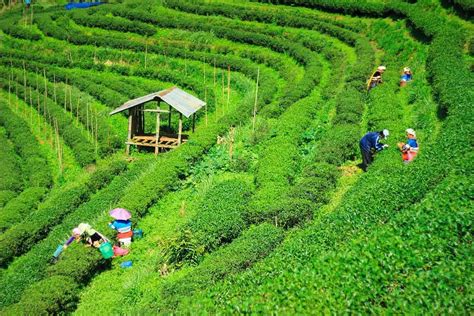 tea garden  bangladesh