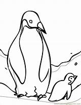 Coloring Penguin Pages Tacky Popular Sheet sketch template