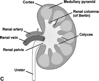 mbbs medicine humanity  ultrasound  kidneys