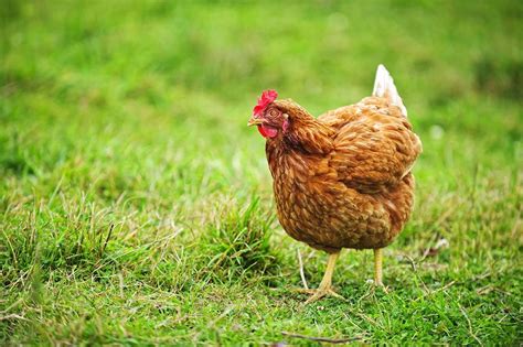 egg laying chicken breeds     year