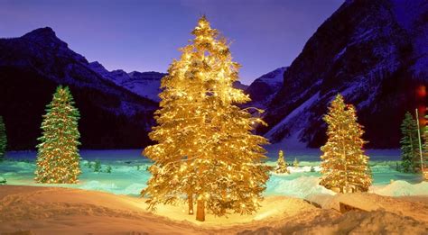 verlichte kerstbomen  de sneeuw