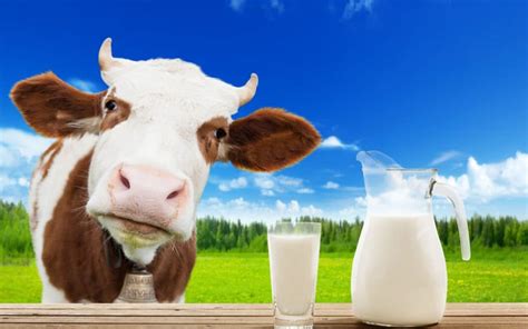 melk  het nu echt gezond  niet  redenen om melkgebruikte beperken