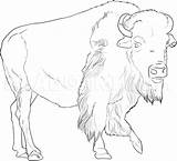 Buffalo Dragoart Bison sketch template