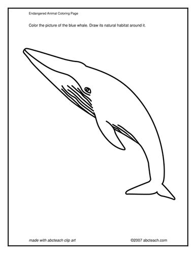 coloring page blue whale teaching resources