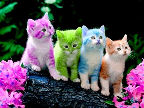 Free Download Cute Kitten Wallpapers [2880x2160] For Your