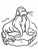 Walrus Coloring Pages Animal Animals Winter Artic Toddlers Funny Preschool Color Printable Easy Toddler Craft Colouring Arctic Kids Sheets Cool sketch template