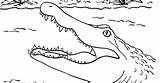 Alligator Crocodile Samanthasbell Coloringbay sketch template