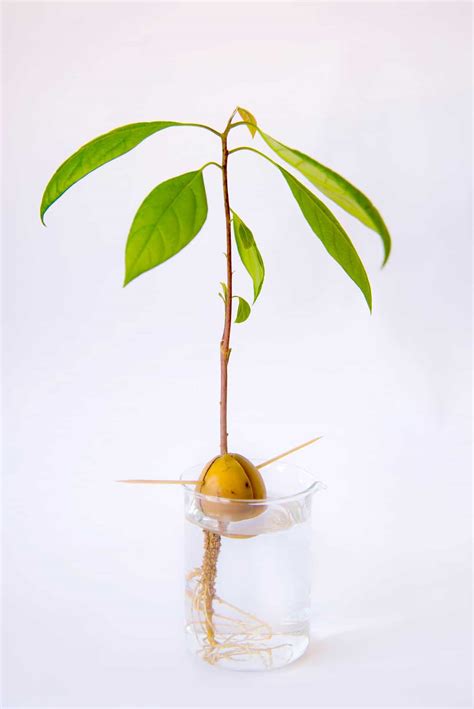 How To Grow An Avocado Seed In Water Without Toothpicks Jule Freedom