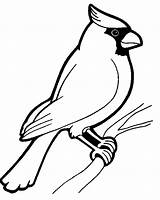 Cardinal Birds sketch template