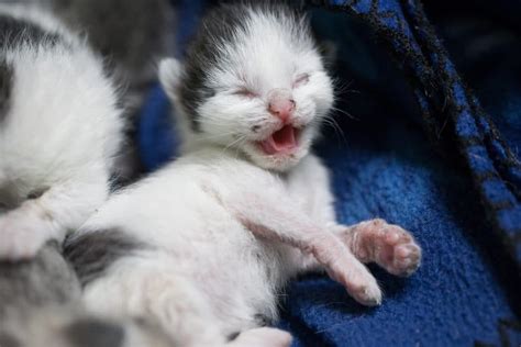 Foxy S Cradle Neonatal Kitten Nursery Coplay Pa