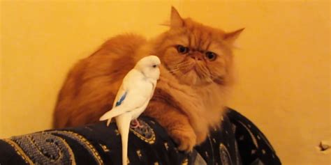 here s proof that birds just desperately want to be friends with cats